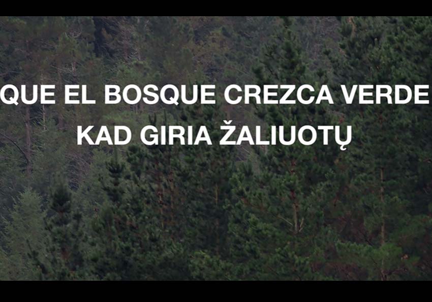 Foto bosque